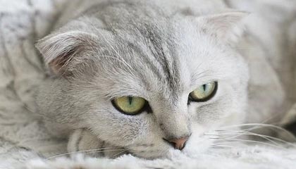 7座商务车究竟选择真的值得,还是别采香?